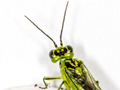 Rhogogaster scalaris